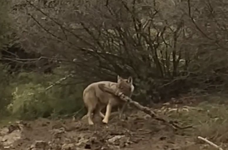 Kaş’ta işçilerin yanına kurt yaklaştı