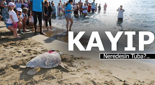 Sinyali kesilen caretta 'Tuba', yazın Dalyan'a bekleniyor